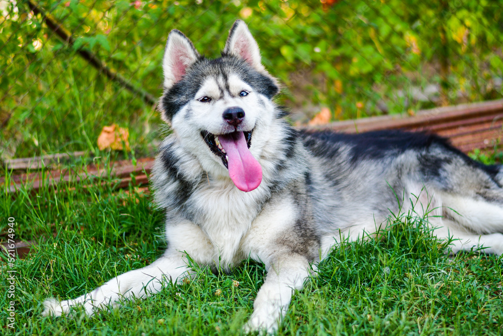  Happy  Smiling Siberian husky dog outdoor on green grass 