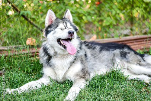  Happy Smiling Siberian husky dog outdoor on green grass 