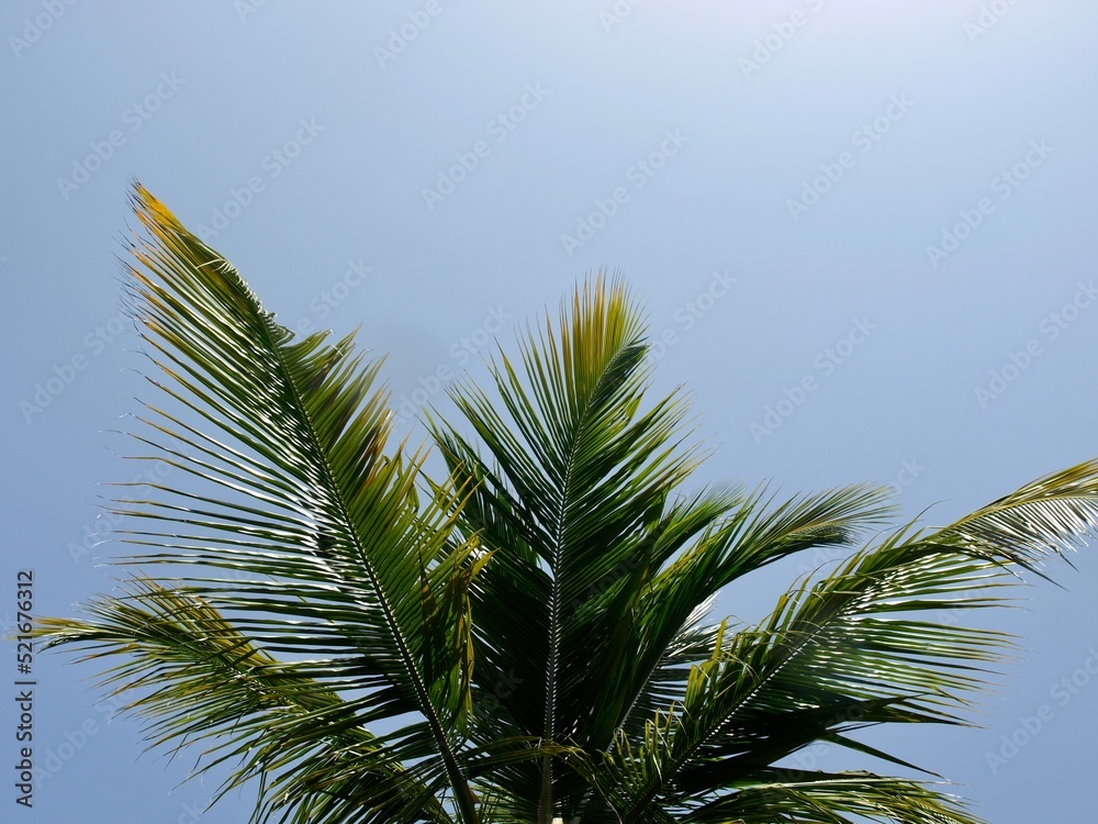 coconut green palm tree leaves and trunk against sunny tropical blue sky Caribbean exotic summer holiday hot background wallpaper backdrop concept travel getaway beach vacation coconut green palm tree leaves and trunk against sunny tropical blue sky Caribbean exotic summer holiday hot background wallpaper backdrop concept travel getaway beach vacation