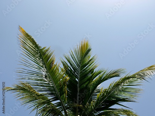 coconut green palm tree leaves and trunk against sunny tropical blue sky Caribbean exotic summer holiday hot background wallpaper backdrop concept travel getaway beach vacation