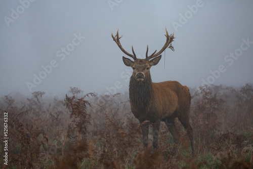 Red deer stag in the fog on a misty morning, moss hanging from antlers