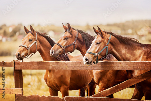 Three beautiful bay horses stand in profile next to each other in a paddock in a wooden fence against the background of the field and the sky in summer. Agriculture and livestock. Horse care.