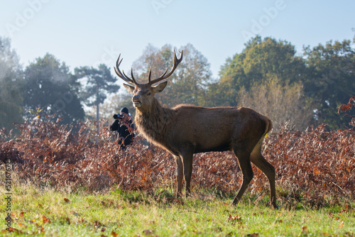 Red deer stag with wildlife photographer behind on a beautiful morning
