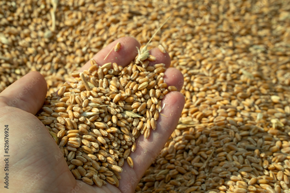 wheat harvest. grain cycle. wealth of the nation. Ukraine. wheat harvest. grain cycle. wealth of the nation. Ukraine.