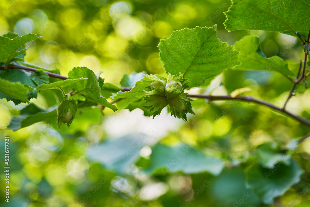 Green foliage of trees close-up. Natural background. Green foliage of trees close-up. Natural background.