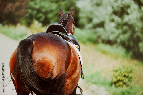 A rear view of a beautiful bay horse with a saddle on its back, which waved its black tail on a sunny summer day. Equestrian sports. ©  Valeri Vatel