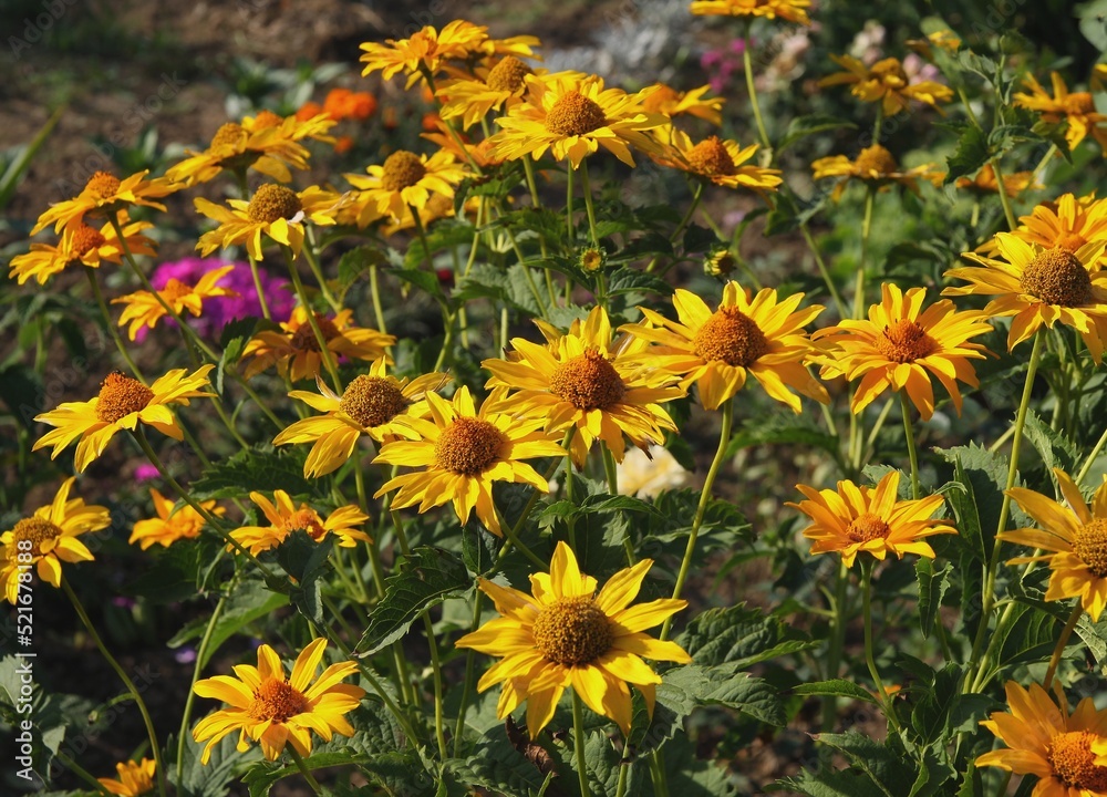 yellow flowers of rudbekia plant in the garden yellow flowers of rudbekia plant in the garden