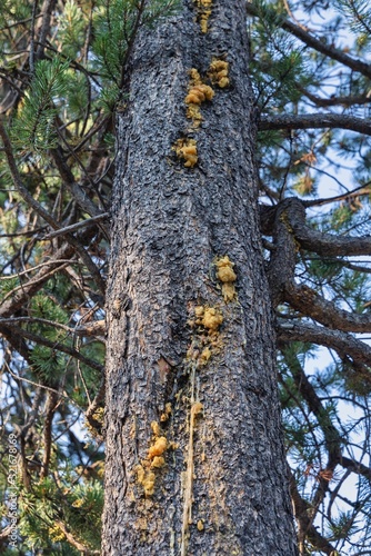 Vertical shot of an old pine tree with comandra blister rust photo