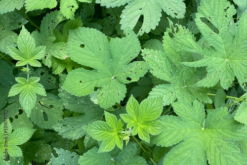 Closeup of lush green Japanese hop (Humulus japonicus) leaves background photo