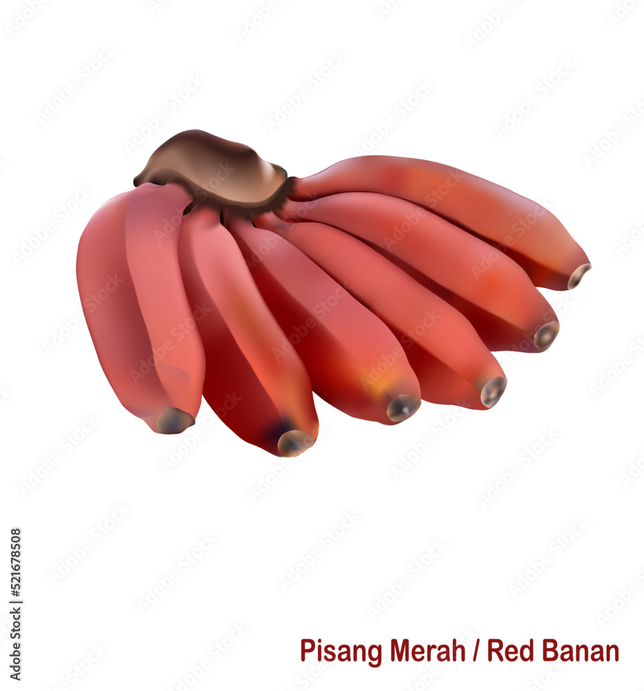 Red Banana more benefits like a nutrient rich. Best Vector HD