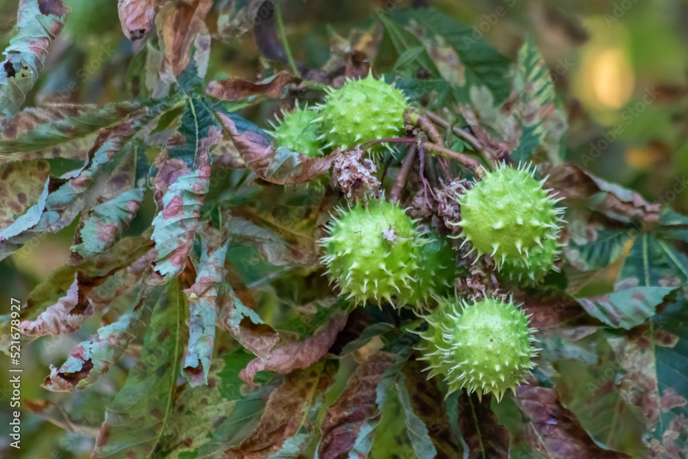 Green thorny chestnuts ripening in the warm autumn sun with nice backlight showing the shiny green leafs of the horse chestnut nearly ready to be used for handicraft work with children in the evening Green thorny chestnuts ripening in the warm autumn sun with nice backlight showing the shiny green leafs of the horse chestnut nearly ready to be used for handicraft work with children in the evening