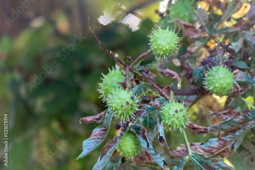 Green thorny chestnuts ripening in the warm autumn sun with nice backlight showing the shiny green leafs of the horse chestnut nearly ready to be used for handicraft work with children in the evening