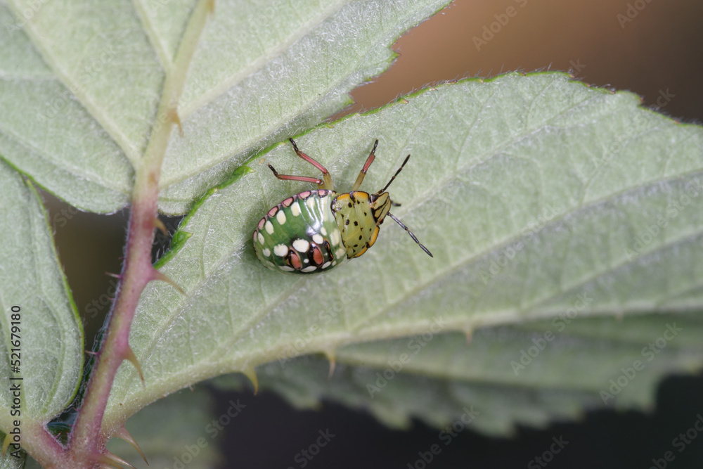 Foto de Jeune punaise ponctuée sur une feuille de framboisier (Nezara — free download