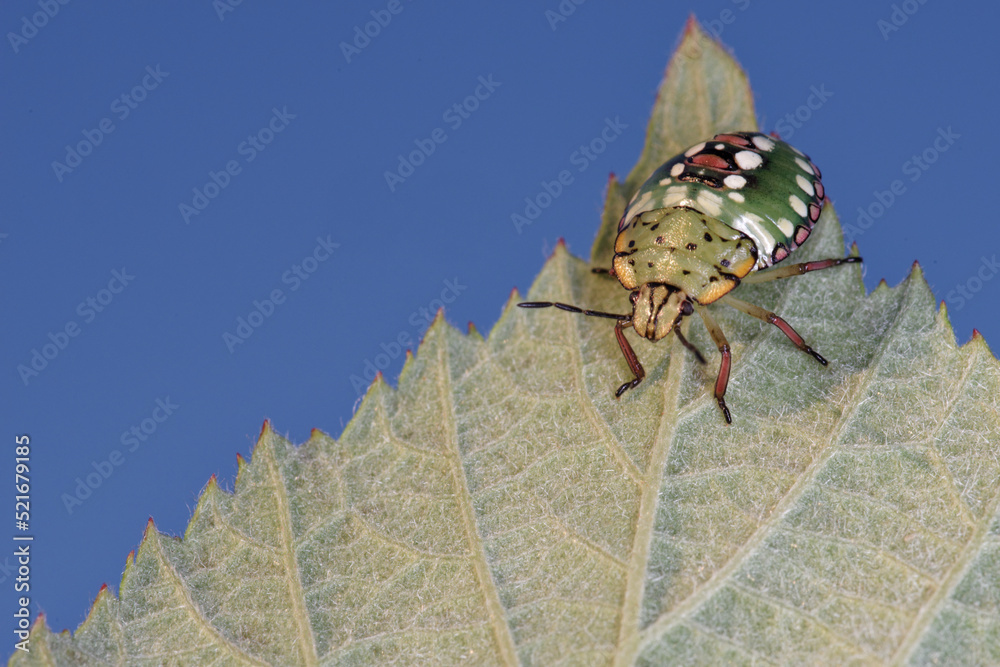 Jeune punaise ponctuée sur une feuille de framboisier (Nezara viridula — free download