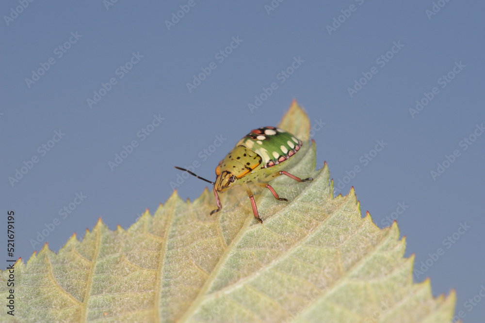 Jeune punaise ponctuée sur une feuille de framboisier (Nezara viridula — free download