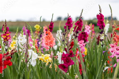 Field of flowers to cut by yourself in intense colors and vibrant colors shows the summer from floral and colorful side with different flowers and many colorful blossoms for mothers day or valentines