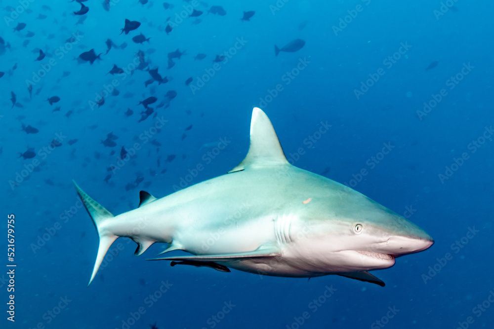 Fototapeta premium Reef Shark Maldives