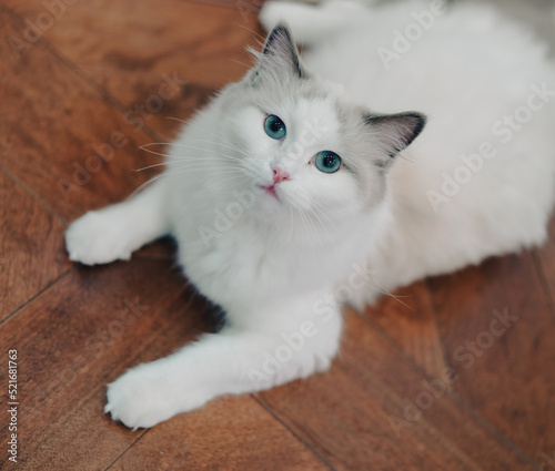 Wallpaper Mural white ragdoll cat on the floor Torontodigital.ca