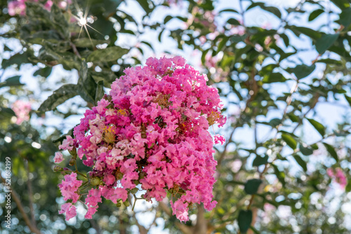 pink and white lilac