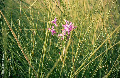 Wallpaper Mural pink flowers in the grass Torontodigital.ca