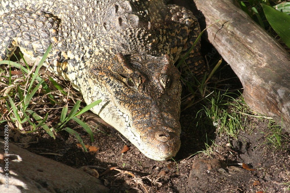 Obraz premium Cuban Crocodile (Crocodylus rhombifer) at a local zoo