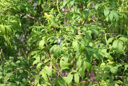 Costa's hummingbird (Calypte costae) at a local zoo