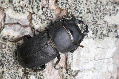 Un coléoptère xylophage, la petite biche (Dorcus parallelipipedus)