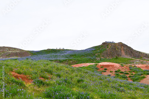 Geyser area and meadow of Iceland - north of Europe - Artic Circle