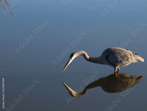 great blue heron © KateIlles