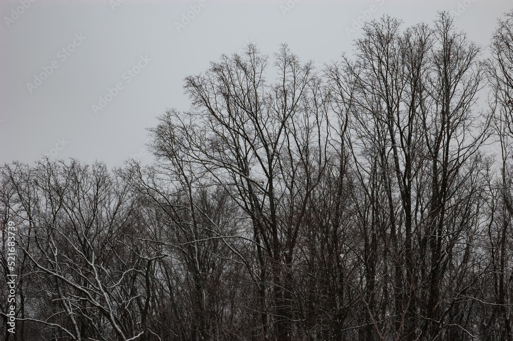 Winter landscape: bare trees covered with snow, gray sky Winter landscape: bare trees covered with snow, gray sky