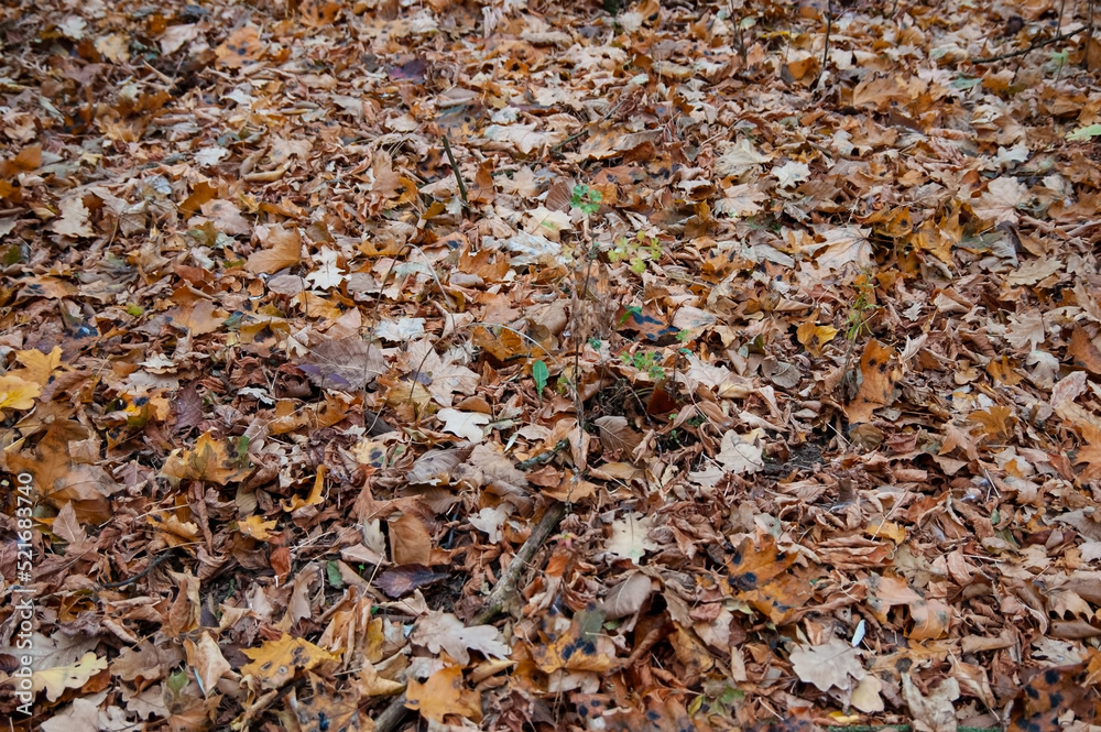Autumn background: brown autumn leaves cover the ground Autumn background: brown autumn leaves cover the ground
