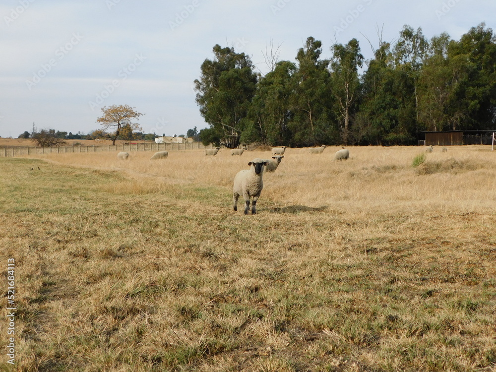 A small Hampshire down ram sheep standing in the middle of a golden winter's grass land with a herd of sheep in the background near large bushy leafy green trees A small Hampshire down ram sheep standing in the middle of a golden winter's grass land with a herd of sheep in the background near large bushy leafy green trees