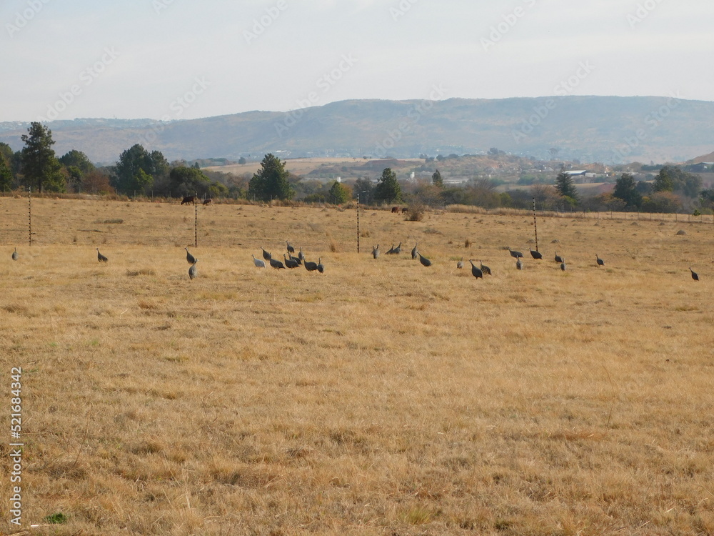 A flock of guinea fowl wild birds walking in a dry golden grass field