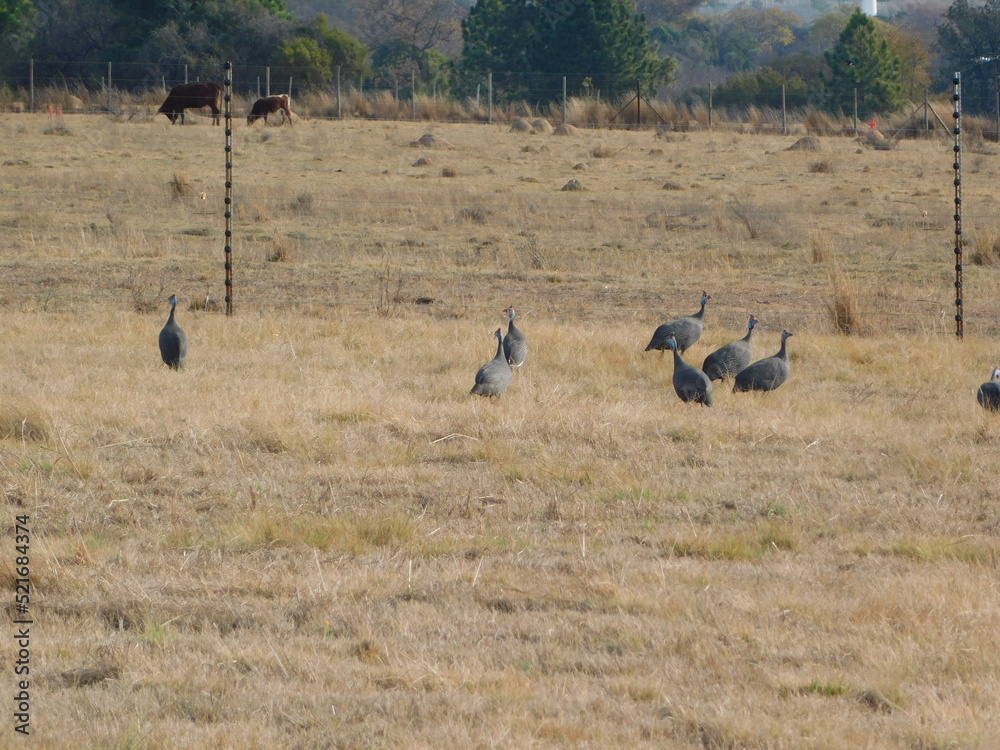 A flock of guinea fowl wild birds walking in a dry golden grass field A flock of guinea fowl wild birds walking in a dry golden grass field