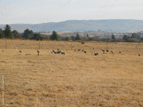 A flock of guinea fowl wild birds walking in a dry golden grass field © Desire