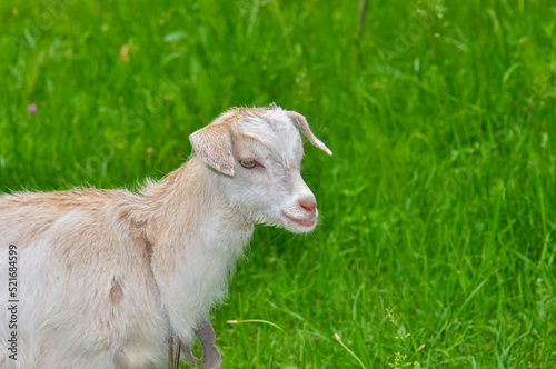 Goats graze in the meadow, Ukraine