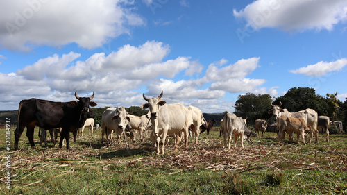 Kühe in Paraguay