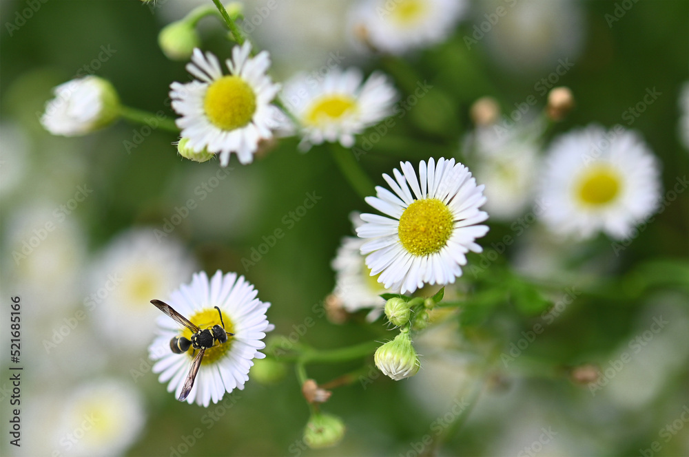 Big striped bumblebee on a branch of blossoming pussy white flower in green view. Big striped bumblebee on a branch of blossoming pussy white flower in green view.