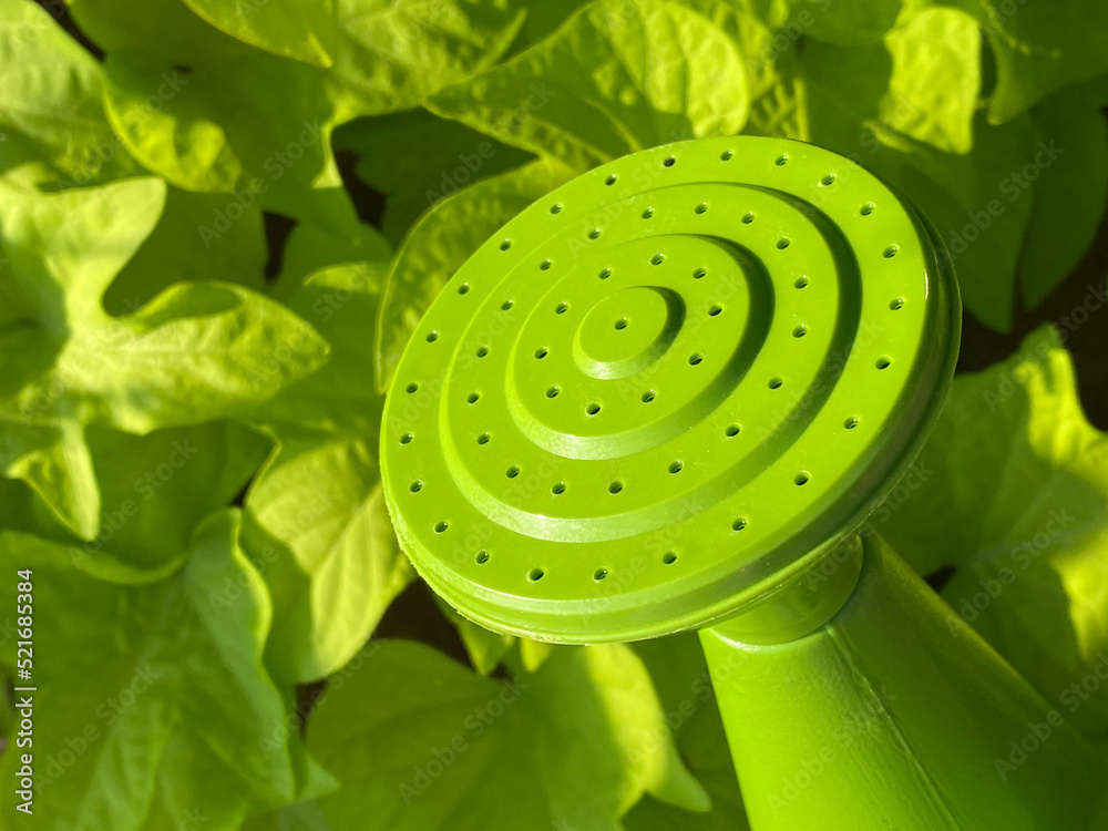 bright green watering can sprinkler head and leaves in sunshine (sweet