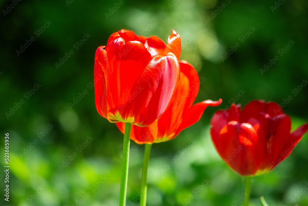 Beautiful red and green summer background of three red garden tulips.Selective focus, blurred background Beautiful red and green summer background of three red garden tulips.Selective focus, blurred background