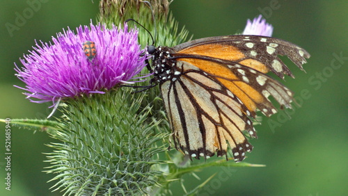 Monarch butterfly on a Scotch thistle flower, in a field in Cotacachi, Ecuador