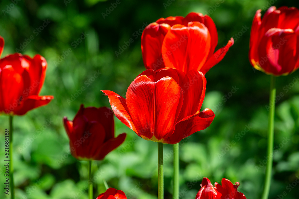 Beautiful red and green summer background of red garden tulips in the sunlight. Macro. Selective focus, blurred background