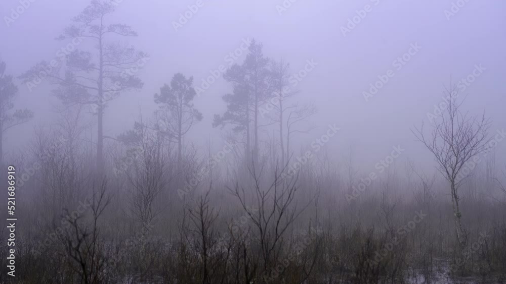 Very foggy bush landscape. Graphic landscape in spring. Very foggy bush landscape. Graphic landscape in spring.