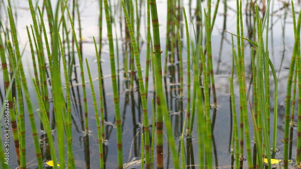 Obraz premium wild plants. Horsetail sprouts growing in water close-up. Leningrad region, Russia.