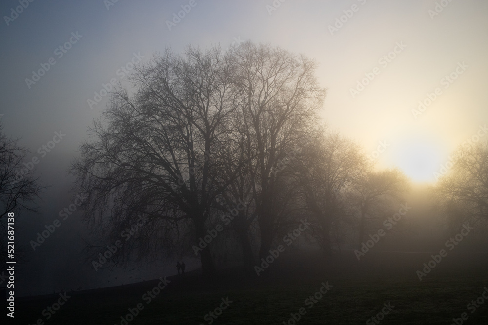 Misty morning park sunrise through trees Misty morning park sunrise through trees