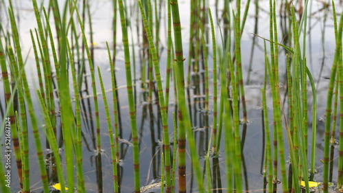 wild plants. Horsetail sprouts growing in water close-up. Leningrad region  Russia.