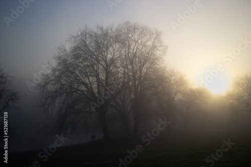 Misty morning park sunrise through trees