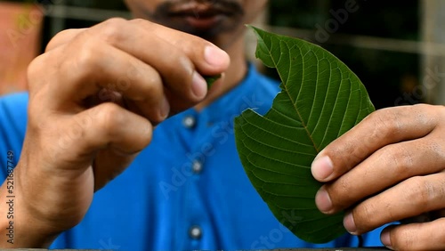 asain man eat Kratom leaf (Mitragyna speciosa) Mitragynine and thumbs up to show benefit. Drugs and Narcotics.Kratom is Thai herbal which encourage health.