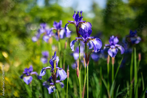 Siberian iris in spring garden. Group of blooming Siberian irises (iris sibirica) in the garden.