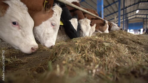 Male cattle eating hay and grass.
Modern cattle ranch. Close-up of male cattle consuming grass and feed.
